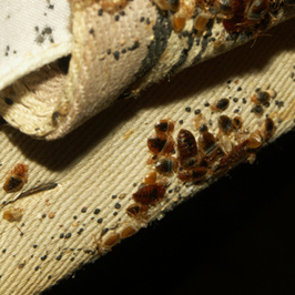 Bed Bug Control