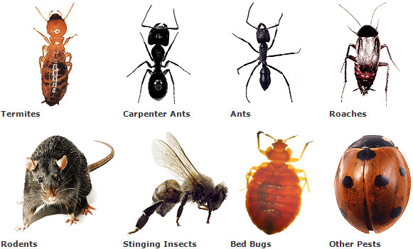 Pest Control in Roodepoort