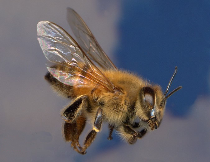 Bee Control in Sidwell