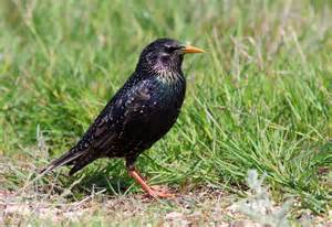 Bird Control in Kwanoxolo