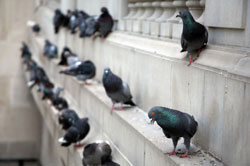 Bird Proofing in Seaview
