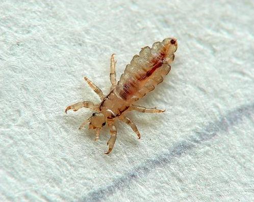 Biting Insect Control in Sunridge park
