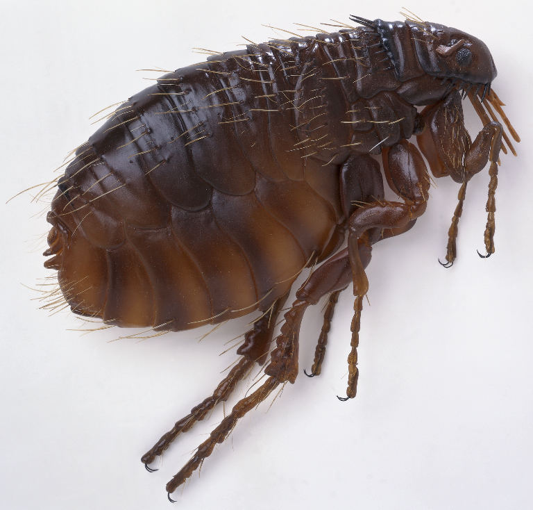 Flea Control in Kwadwesi