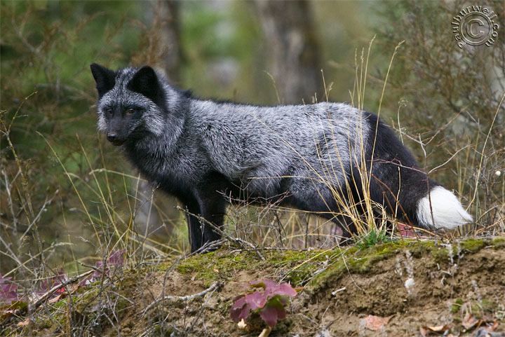 Problem Animal Removal in Fairview