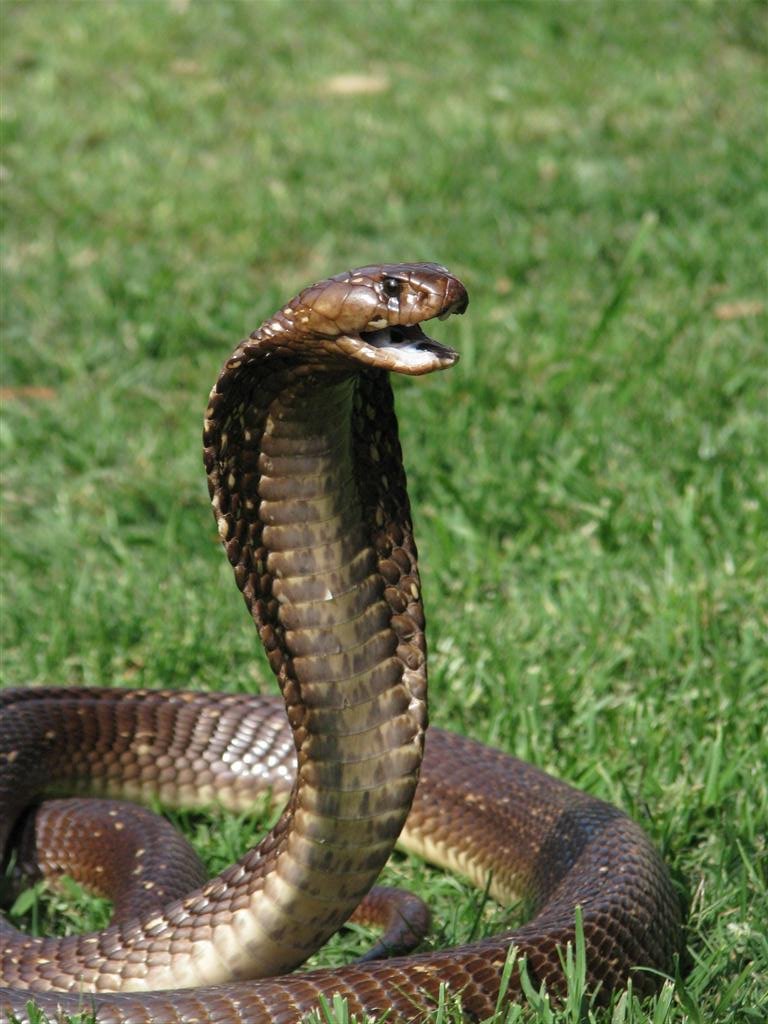 Snake repellent in Southend