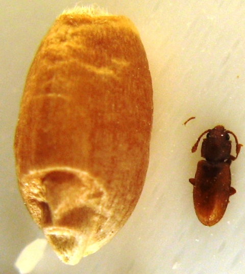 Stored Product Pest Control in Bluewater bay