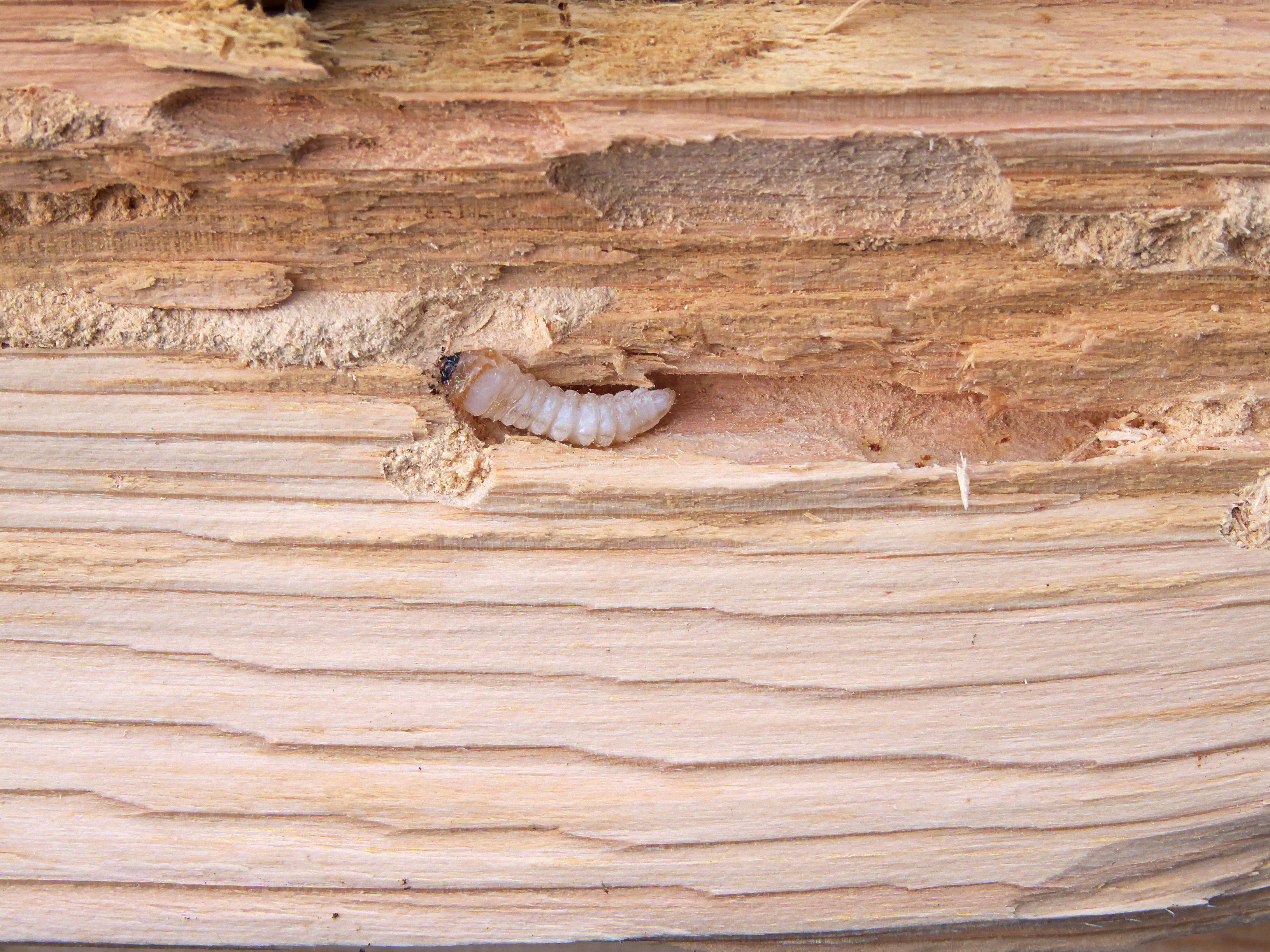 Wood Borer Fumigation in Sherwood