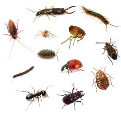 Unseasonal crawling insects