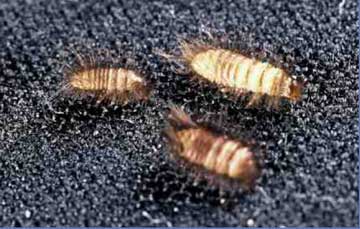 Carpet Beetle Control in Cape Town