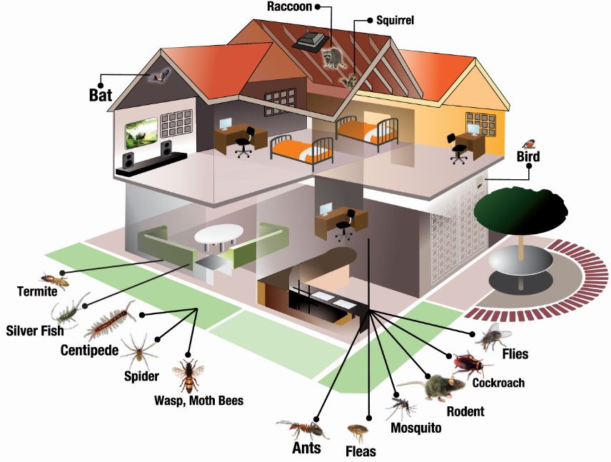 Domestic Pest Control in Cape Town