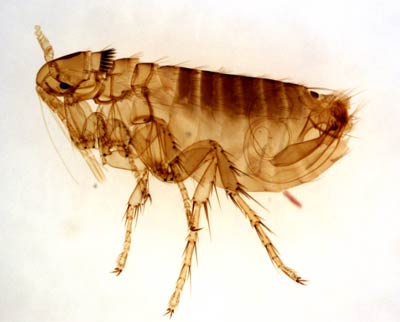 Flea Control in Cape Town