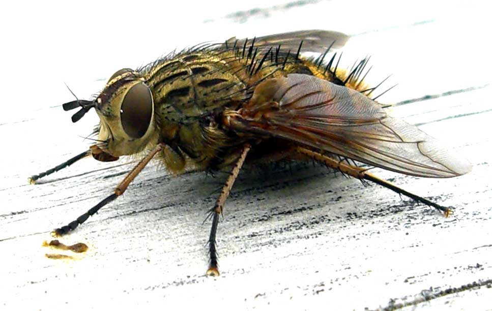 Fly Control in Cape Town