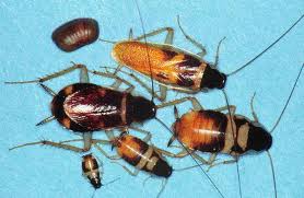 Cockroach Control in Cape Town