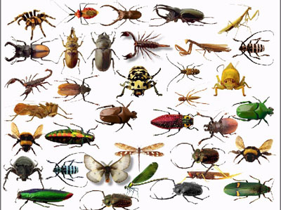 Insect Control in Cape Town