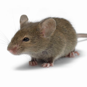 Mouse Control in Cape Town