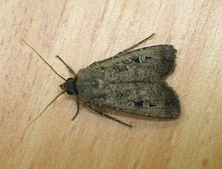 Moth Control in Cape Town