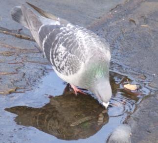 Pigeon Control in Cape Town