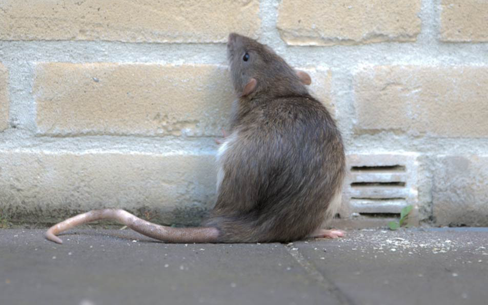 Rodent Control in Cape Town