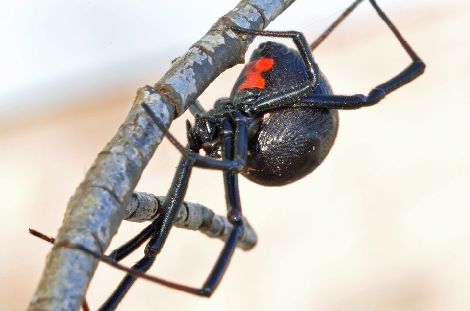 Spider Control in Cape Town