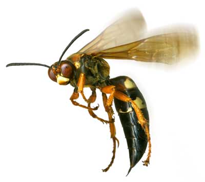 Wasp Control in Cape Town