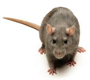 Rat Control in Durban