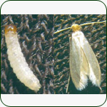 Moth Control in Durban